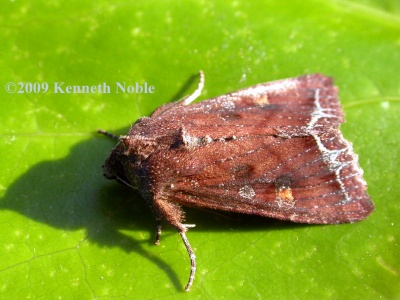 bright-line brown-eye (Lacanobia oleracea) Kenneth Noble